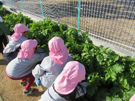 育てた大根を抜く幼児