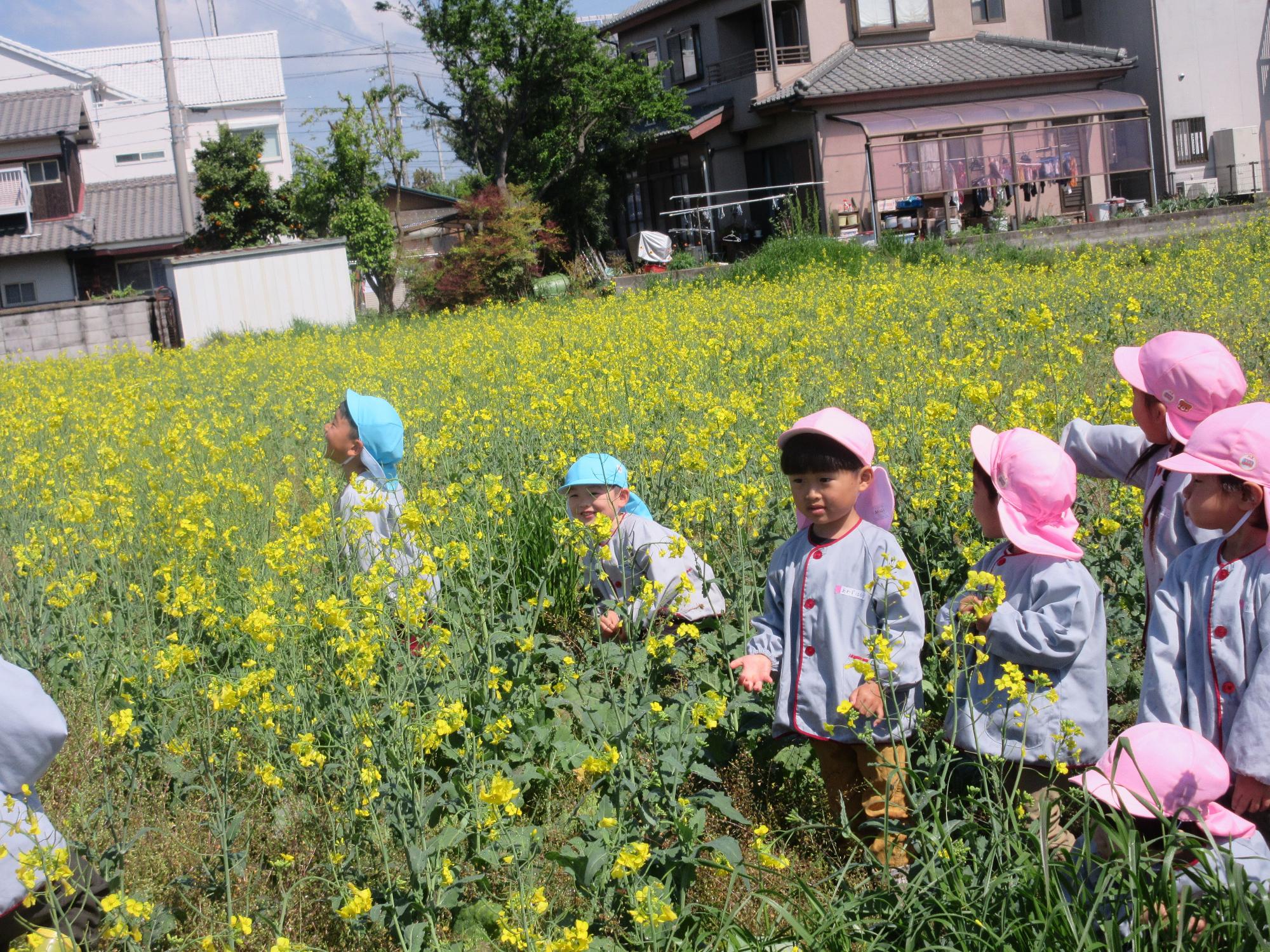 菜の花がいっぱいだよ