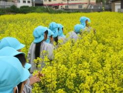菜の花畑1