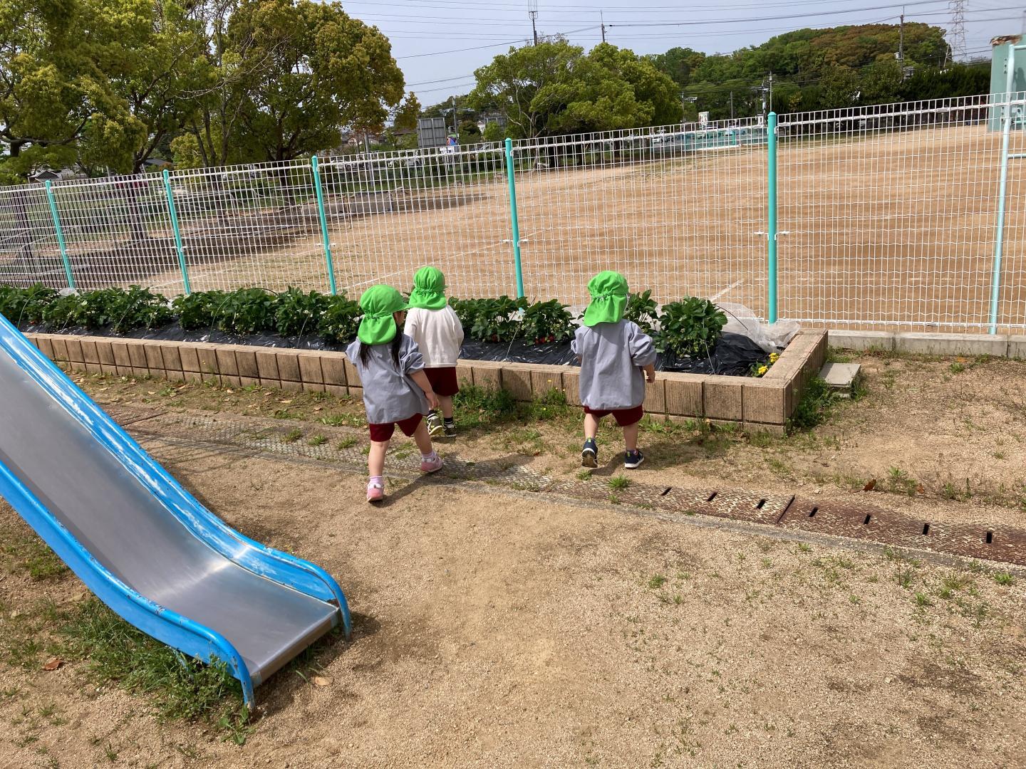 いちご　わかば