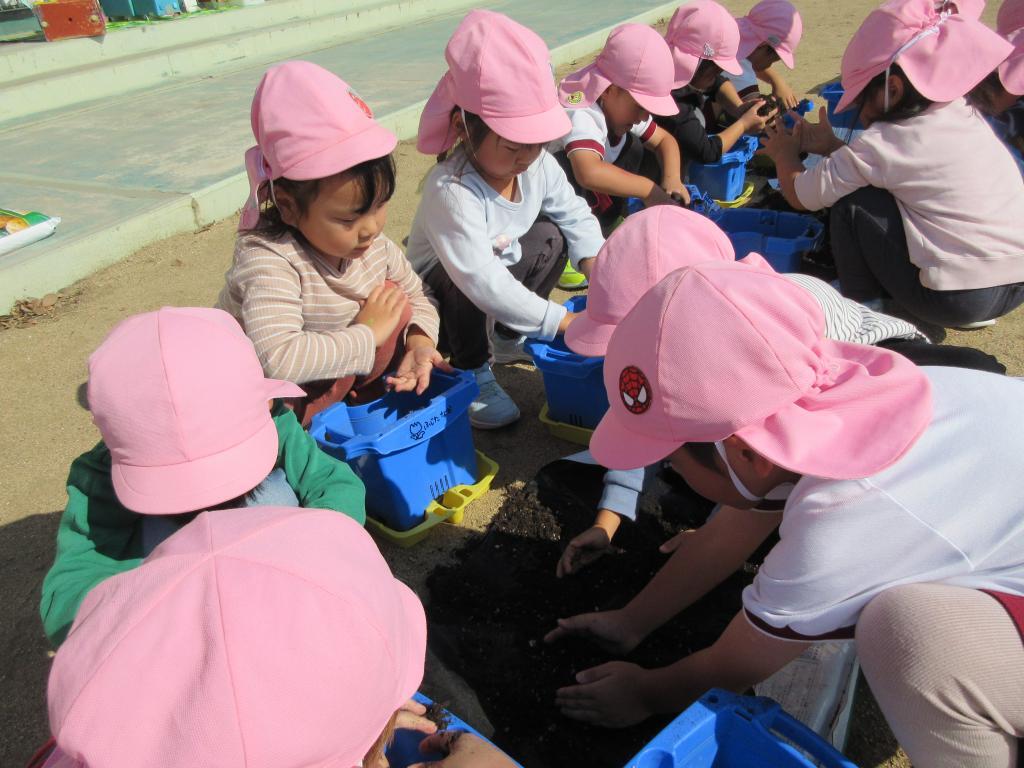 チューリップ・ビオラ植え　4歳児