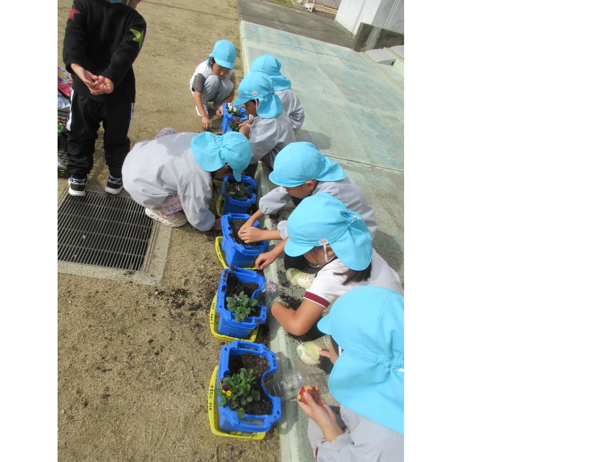 苗植え　5歳児