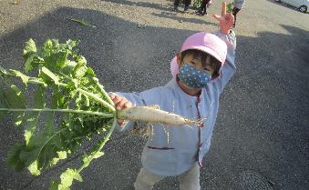 こんな大根が取れたよ！