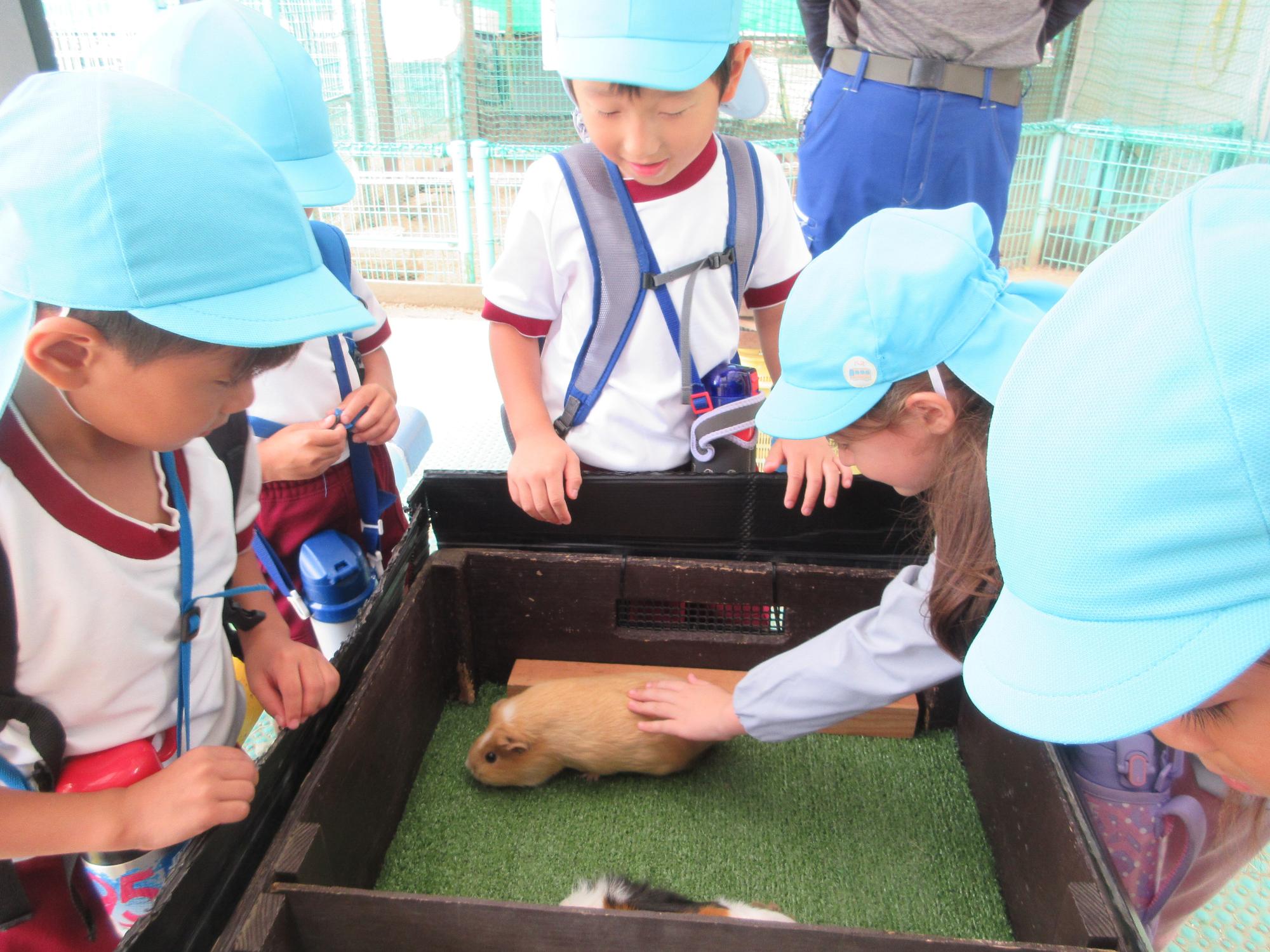 ふれあいコーナー5歳児