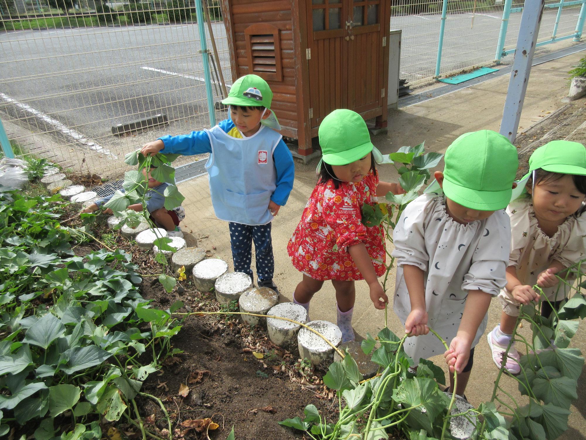 芋ほり3歳児