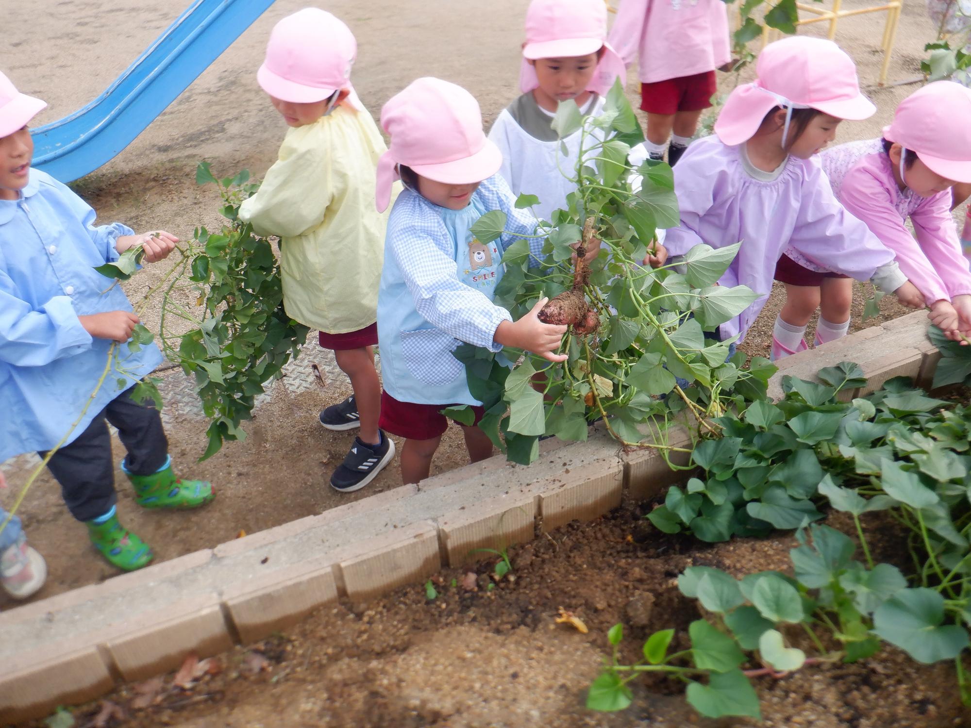 芋ほり4歳児