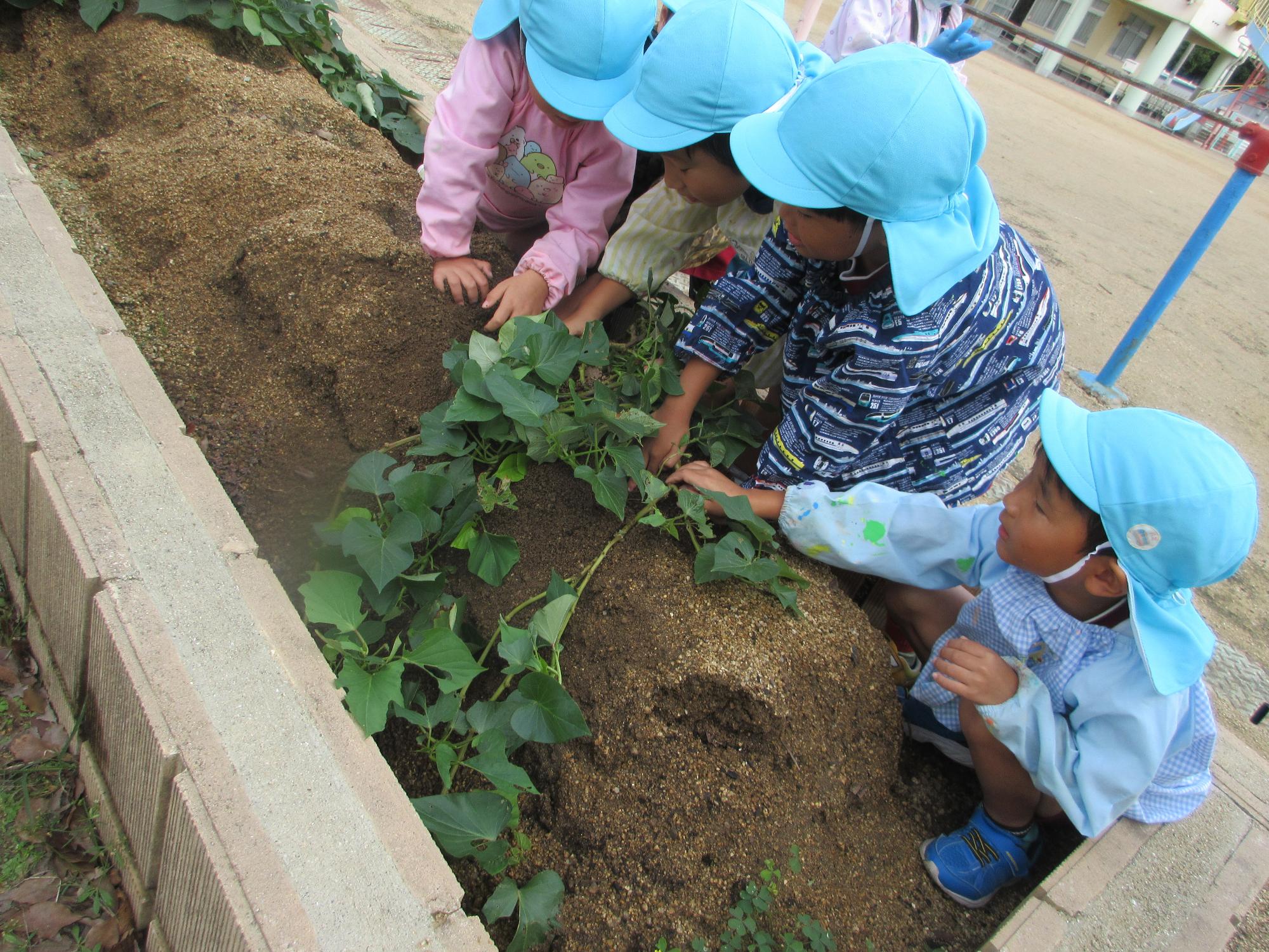 芋ほり5歳児