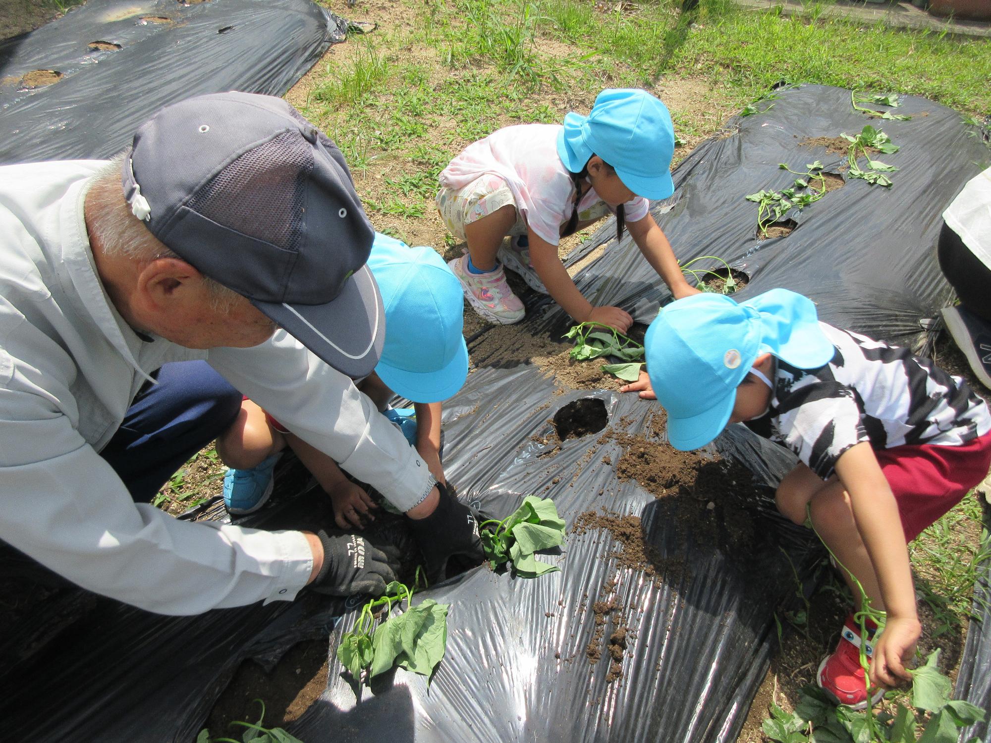 芋苗植えそら組