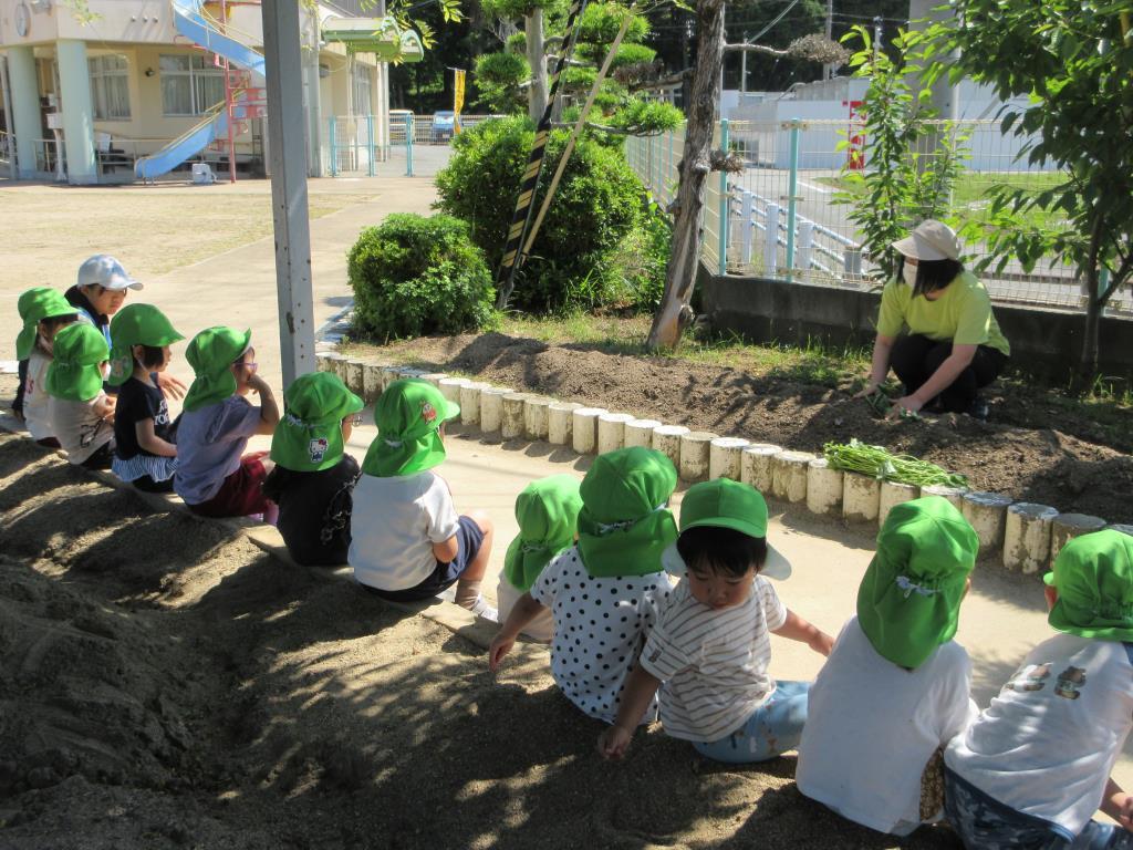 芋苗植え　3歳児