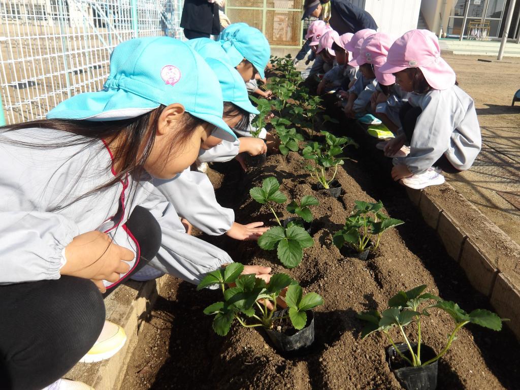 いちご苗植え　4・5歳児