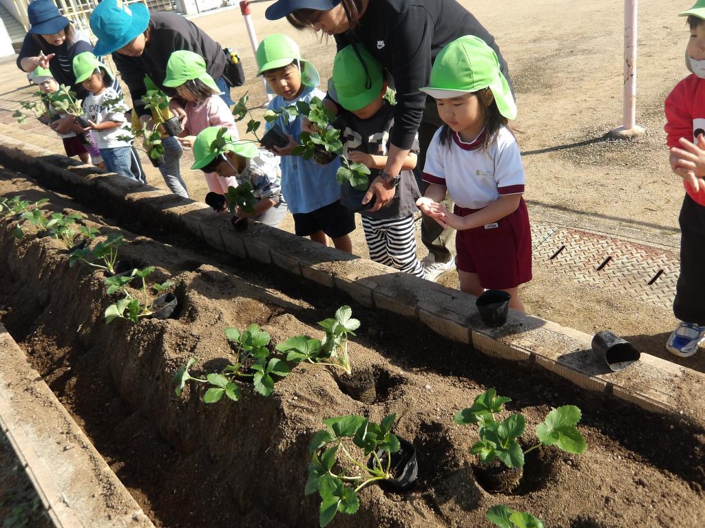 いちご苗植え　3歳児