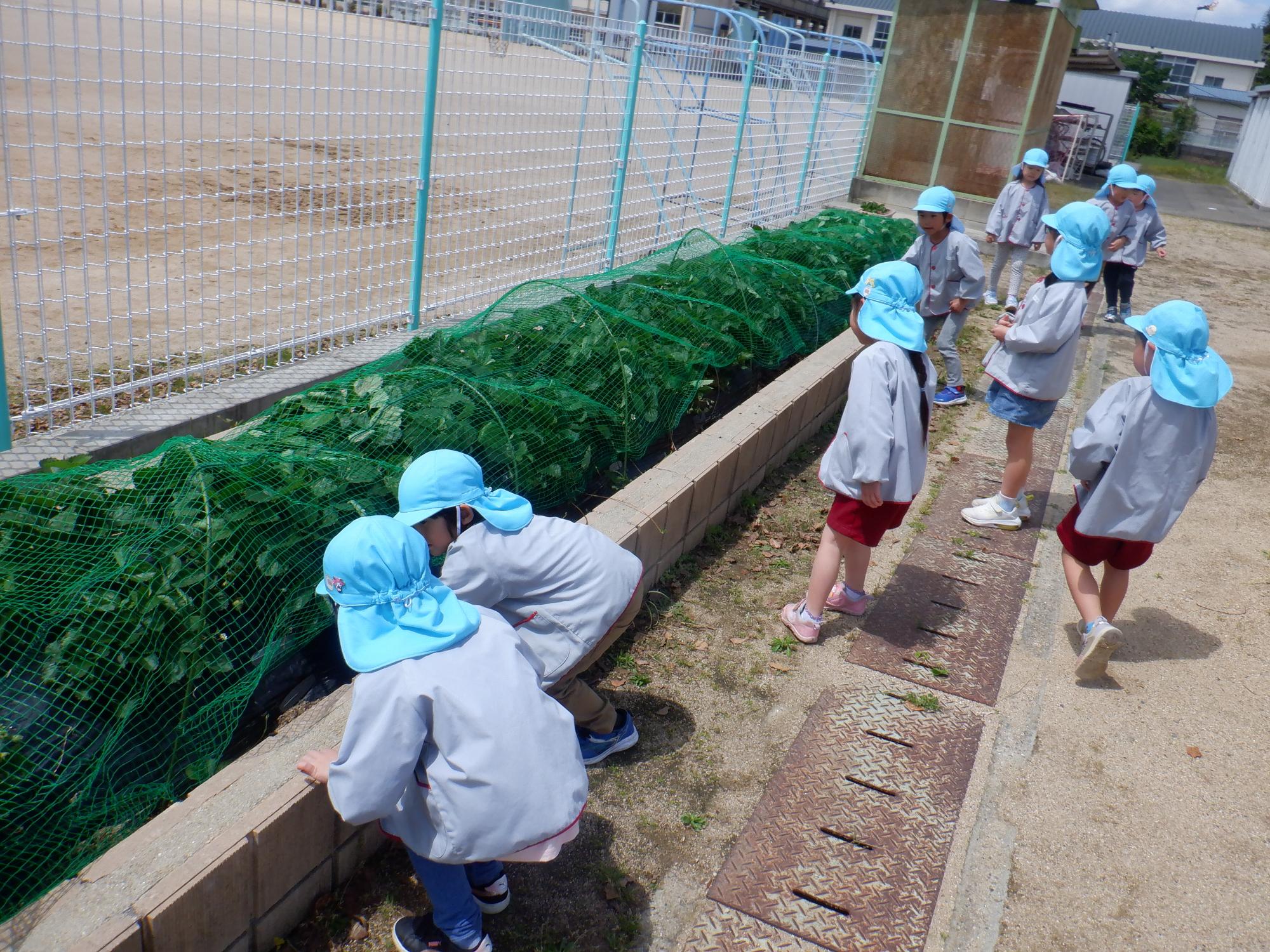 いちごの収穫　5歳児