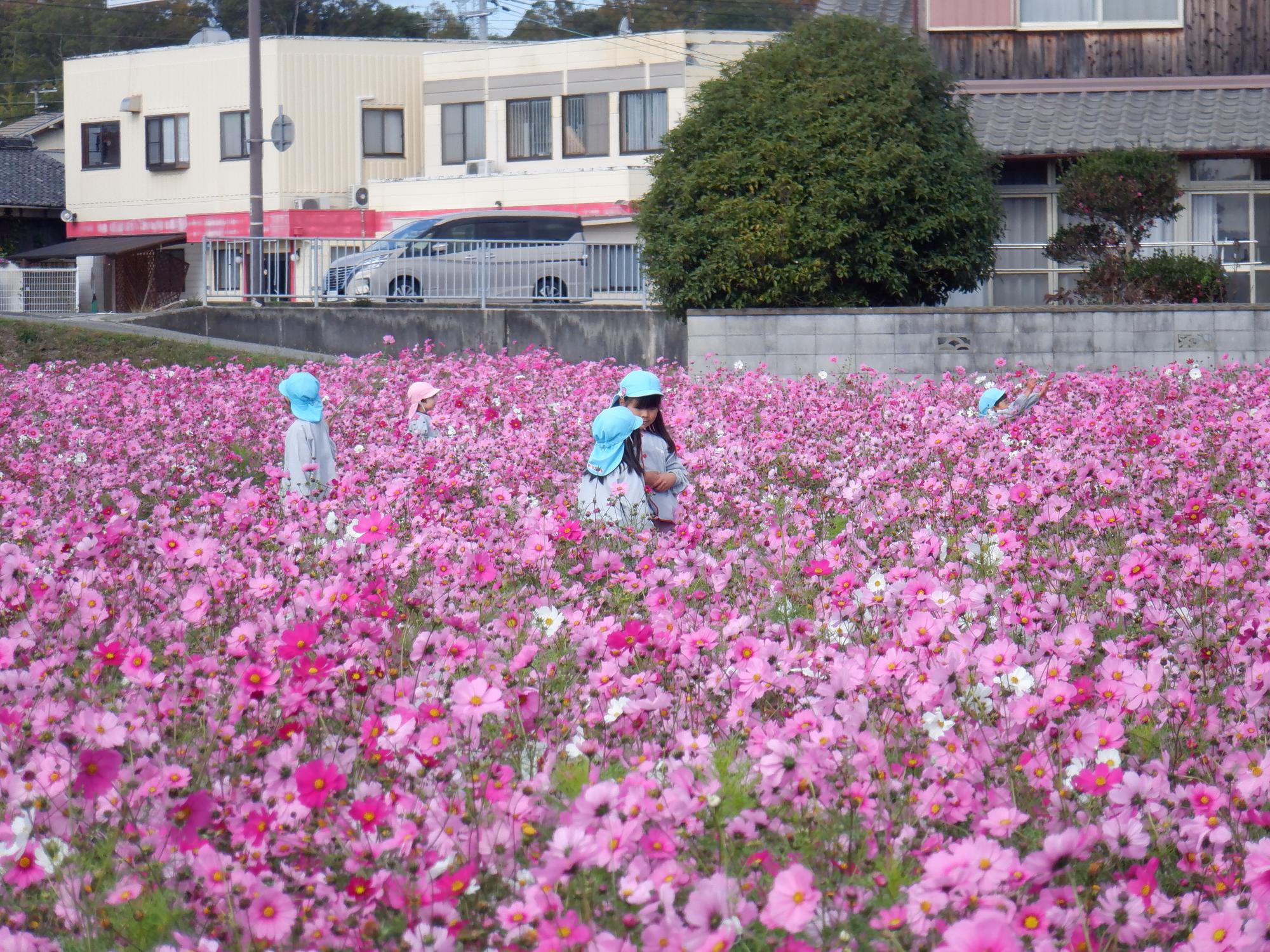 コスモス畑散策年長