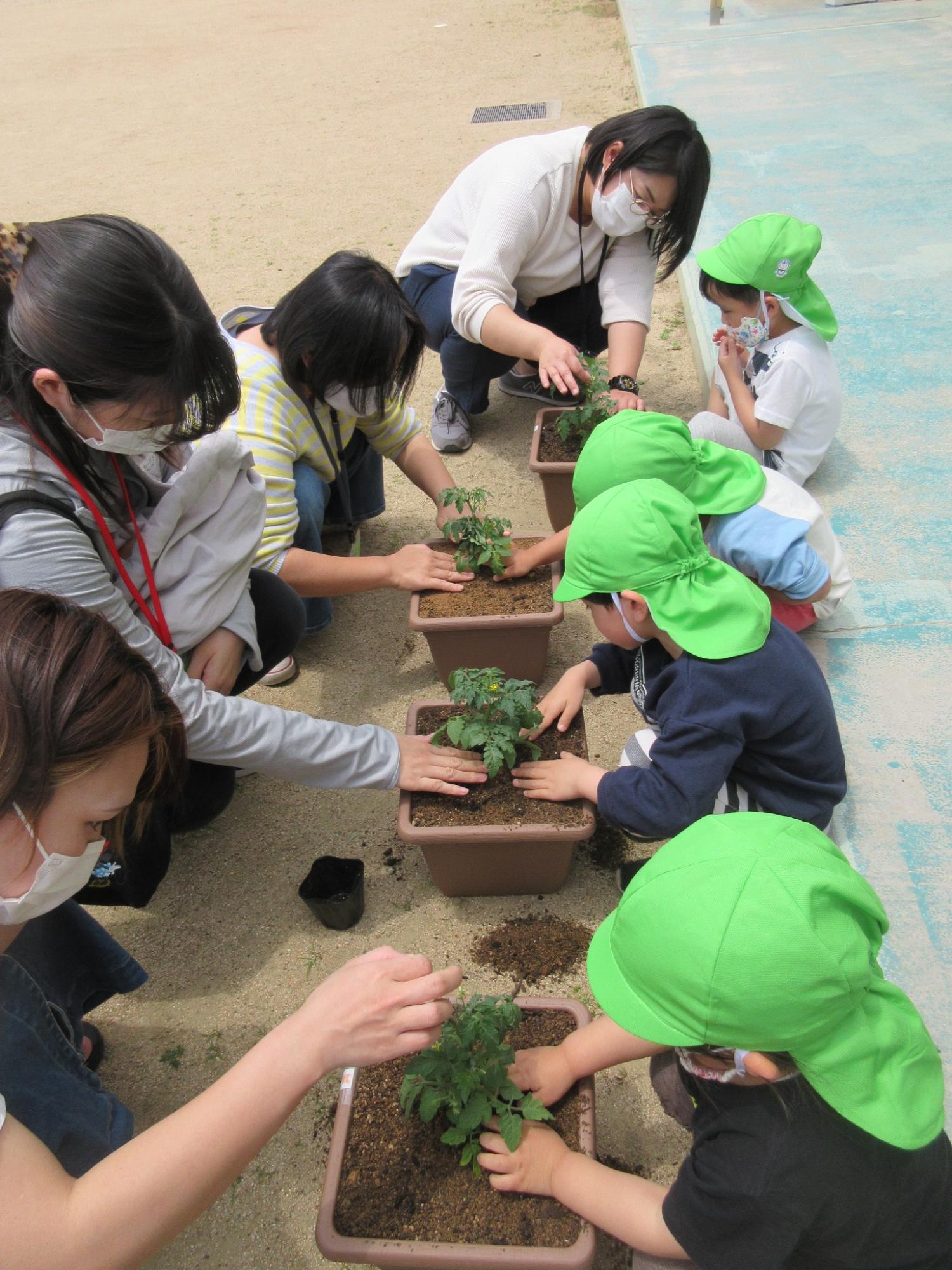 苗植えをする年少