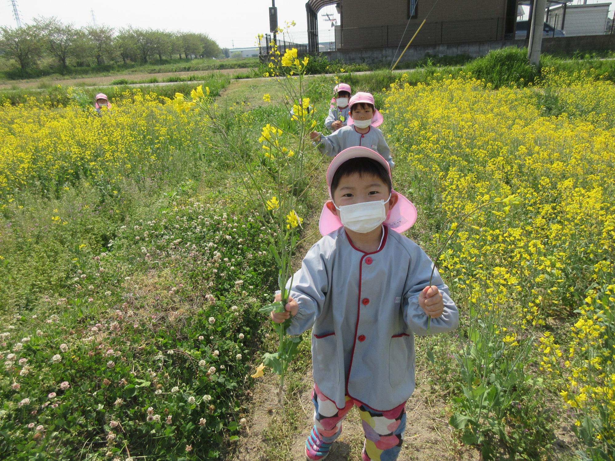 菜の花摘んだよー