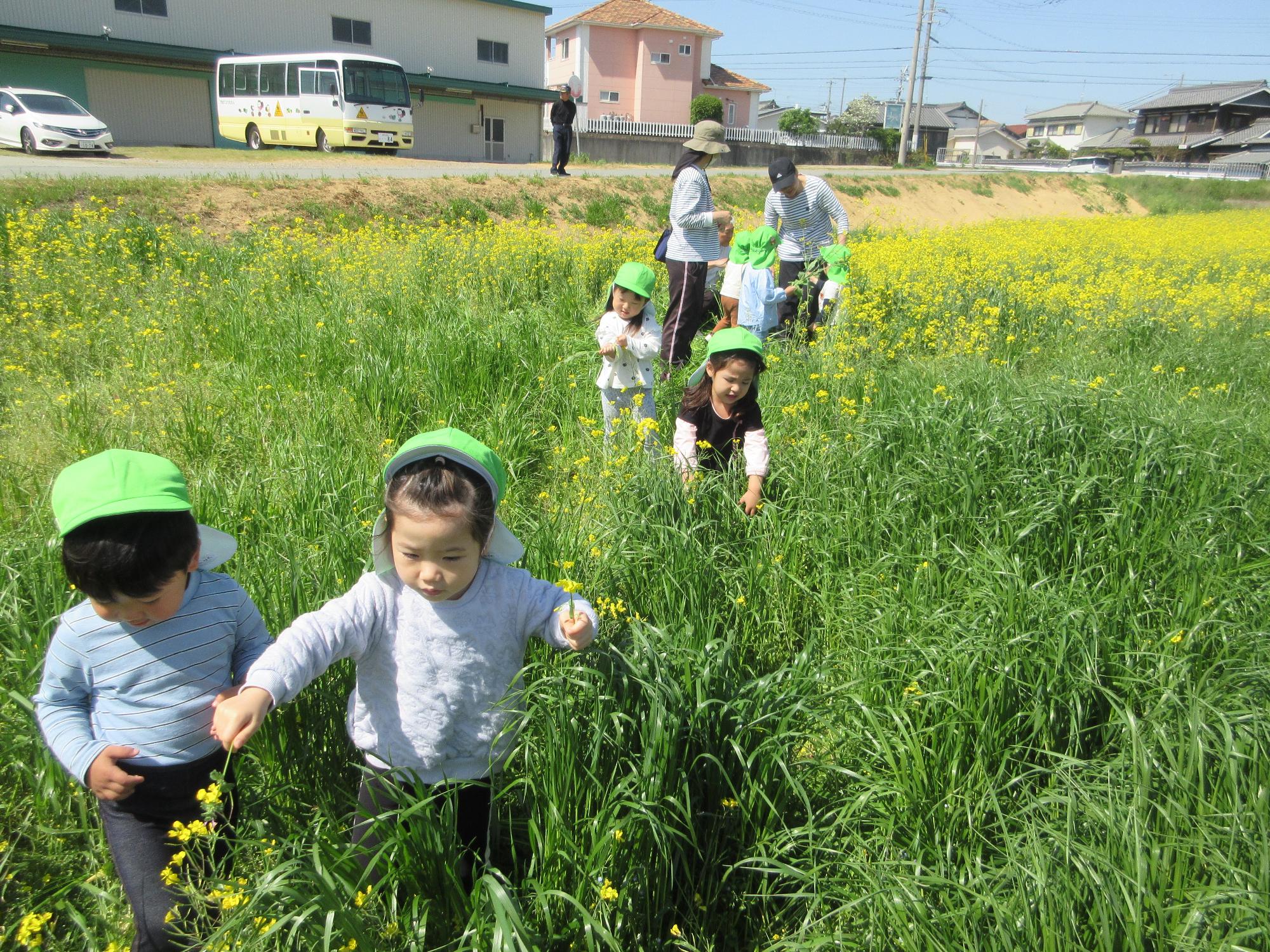 菜の花畑にて　3歳児