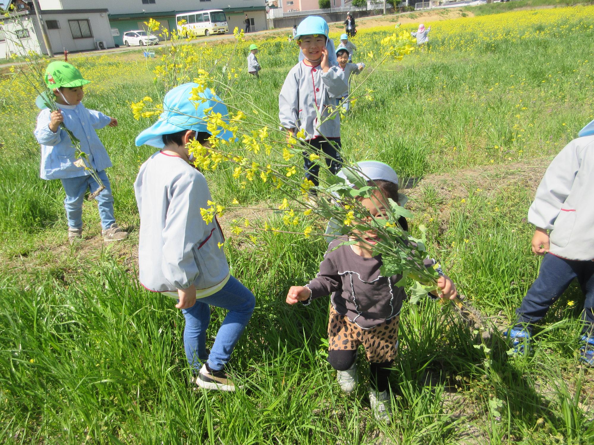 菜の花畑にて　3歳児5歳児