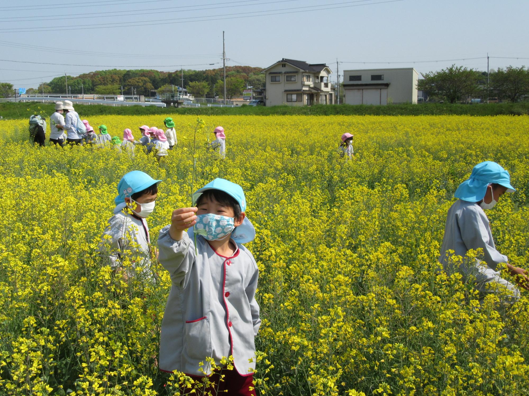 この菜の花にしよっと