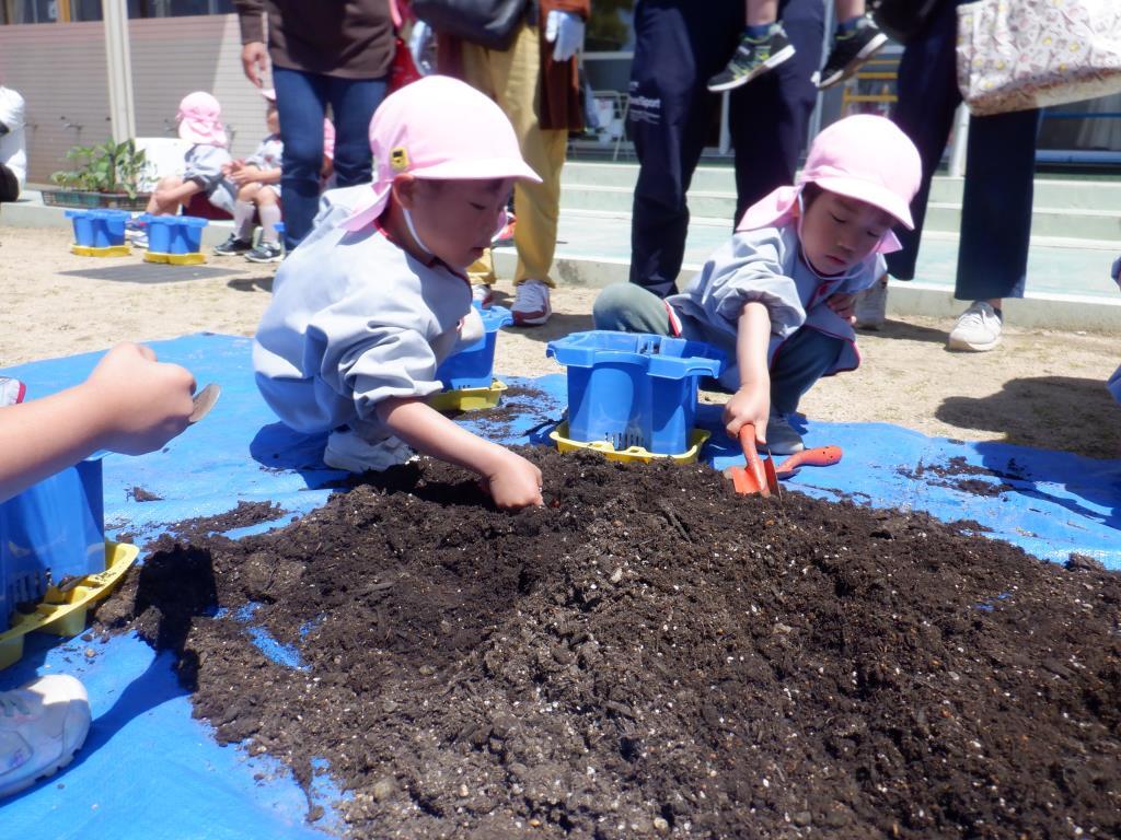 夏野菜植え　4歳児