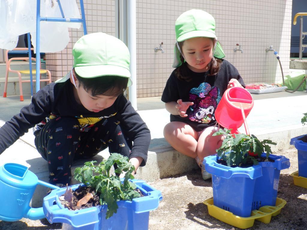 夏野菜植え　3歳児