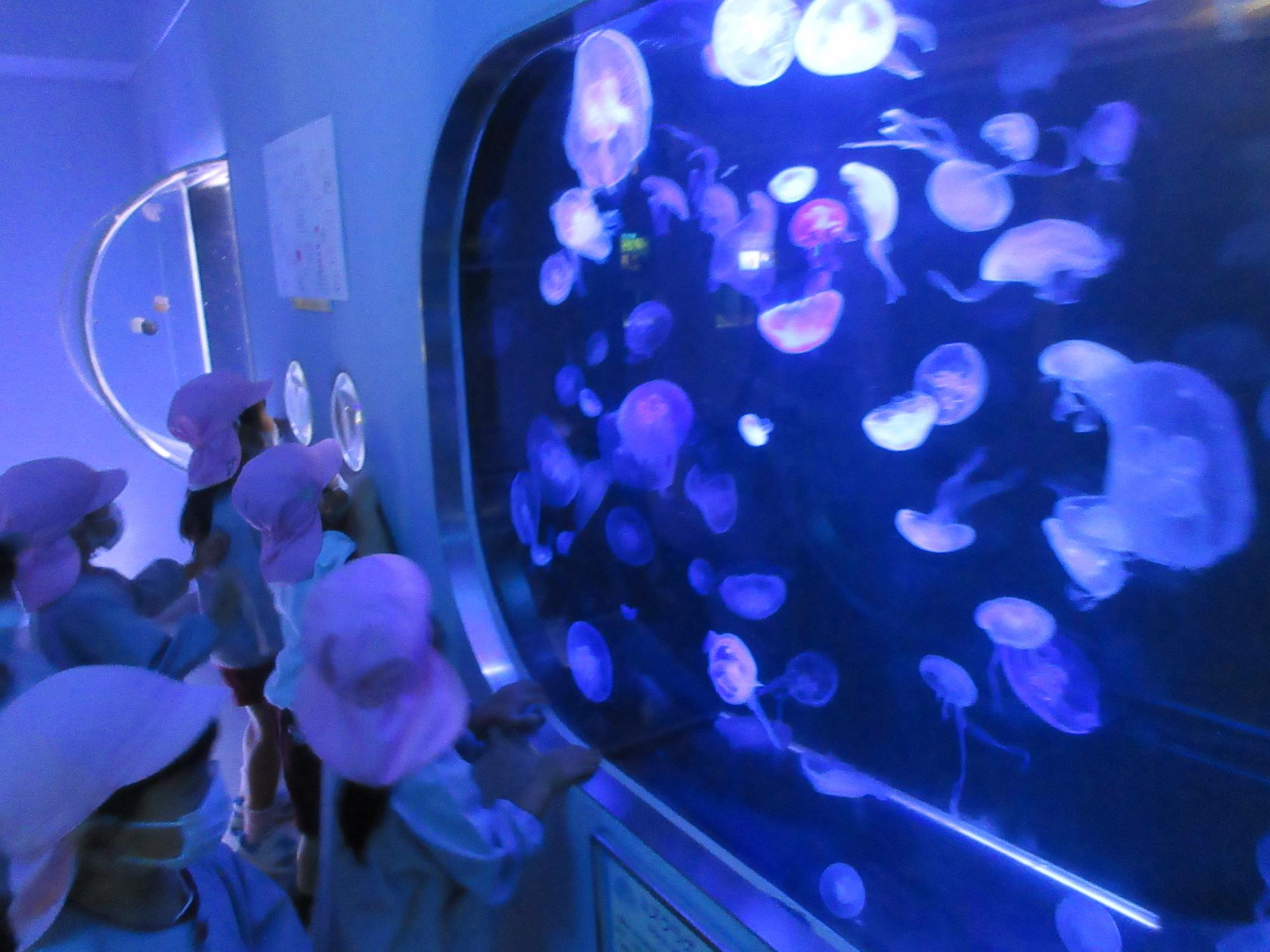水族館　くらげ