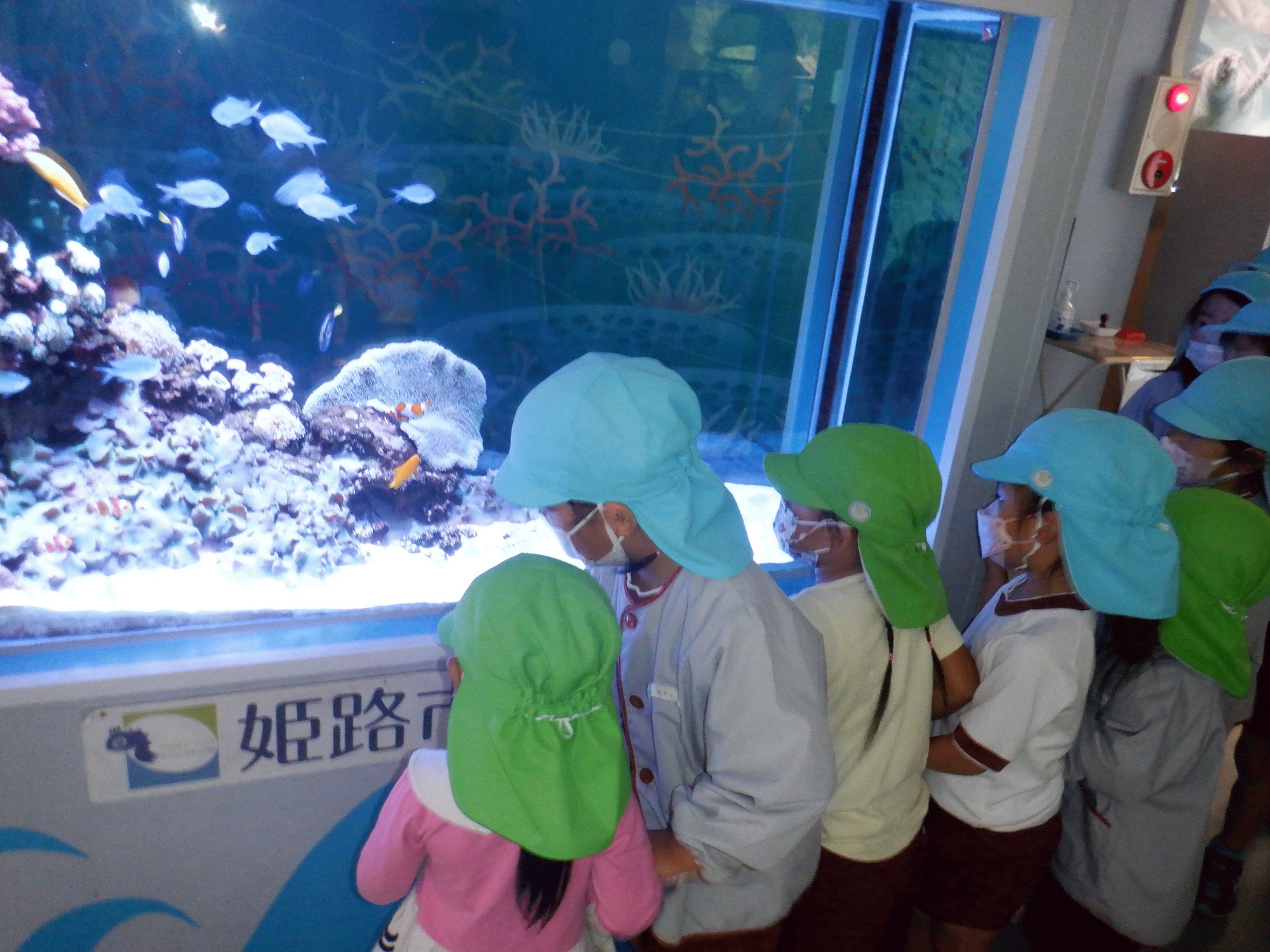 水族館　さかな