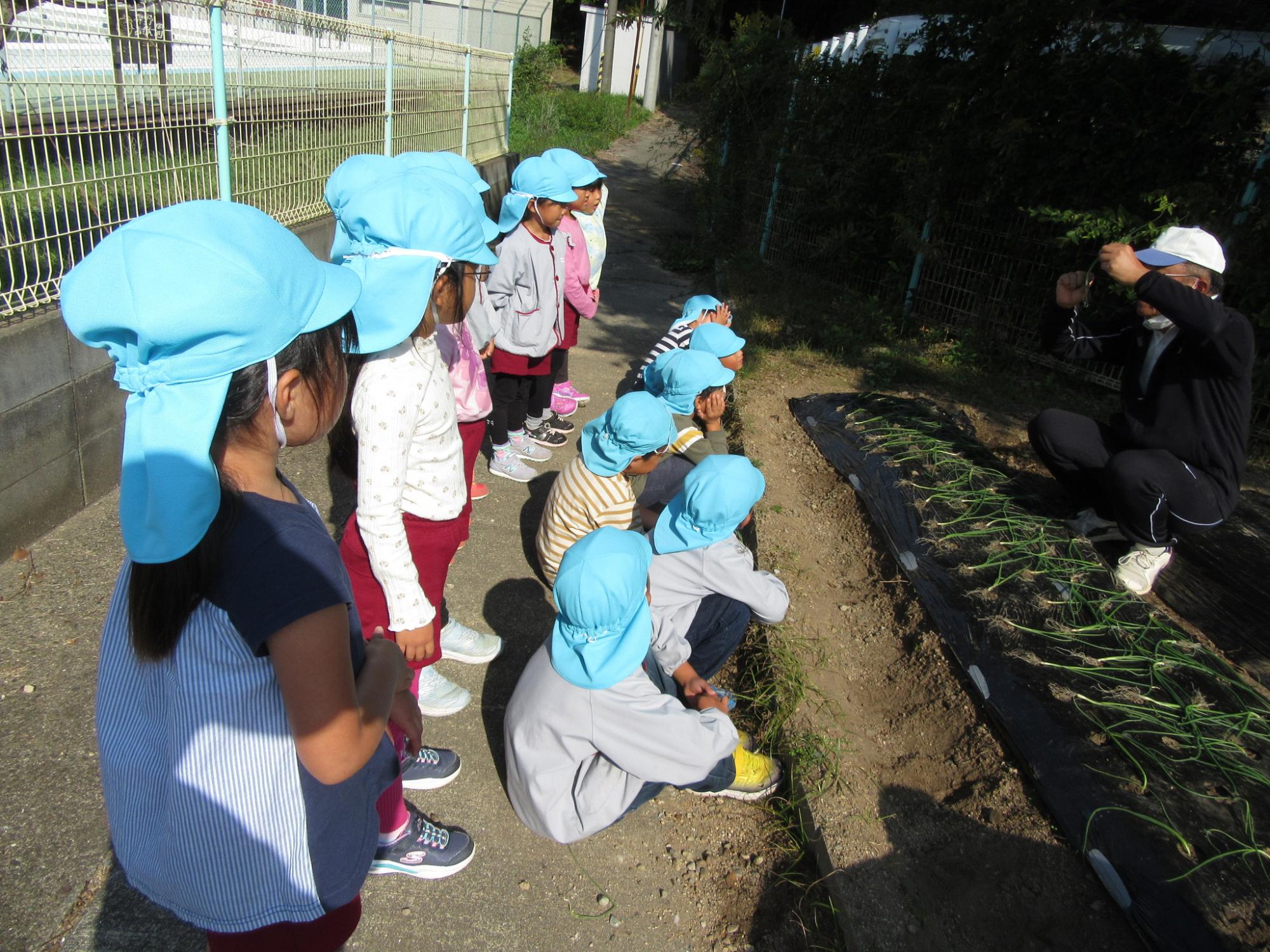 玉ねぎ植え説明を聞く園児。