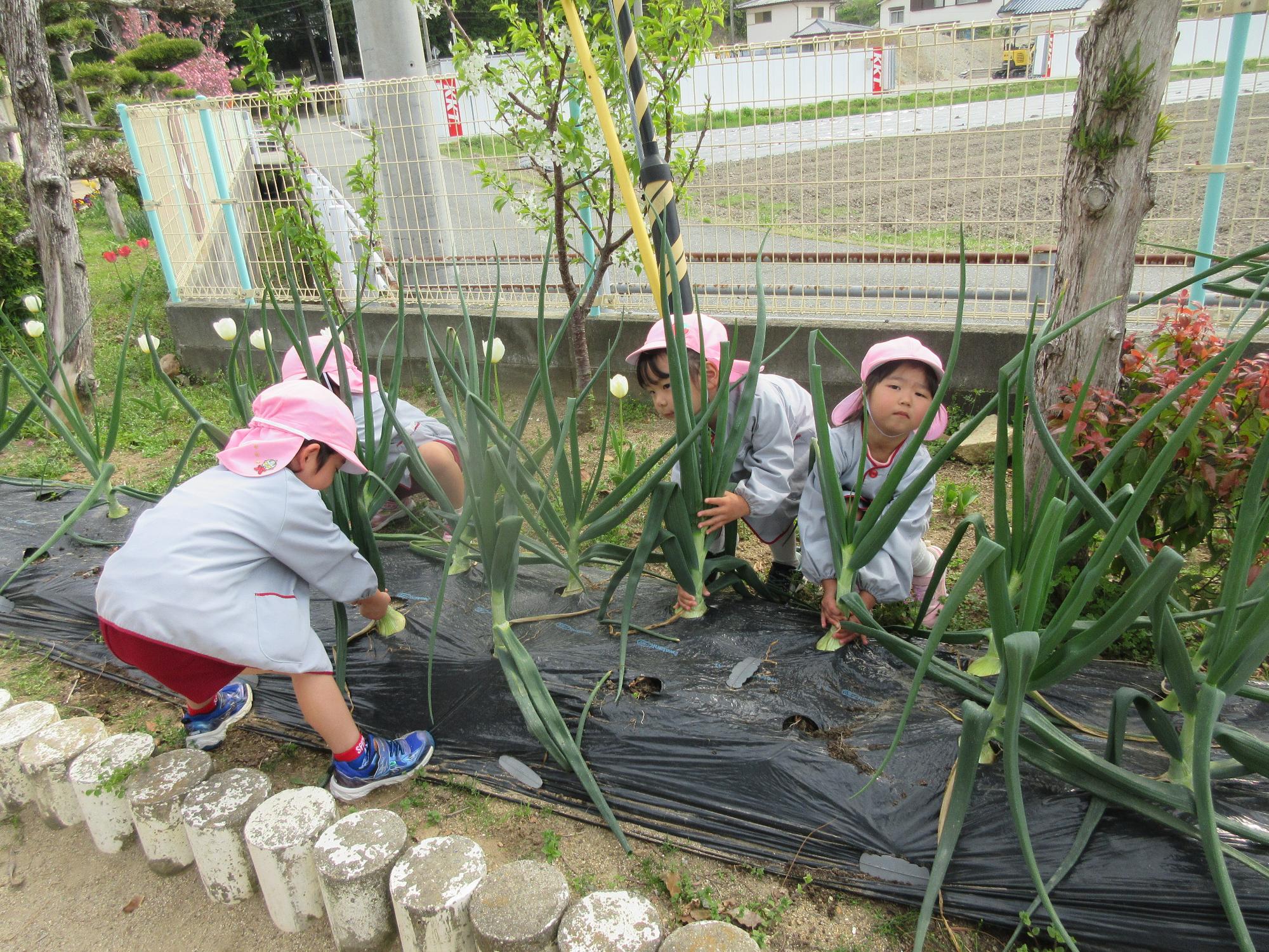 玉ねぎ抜き　年中