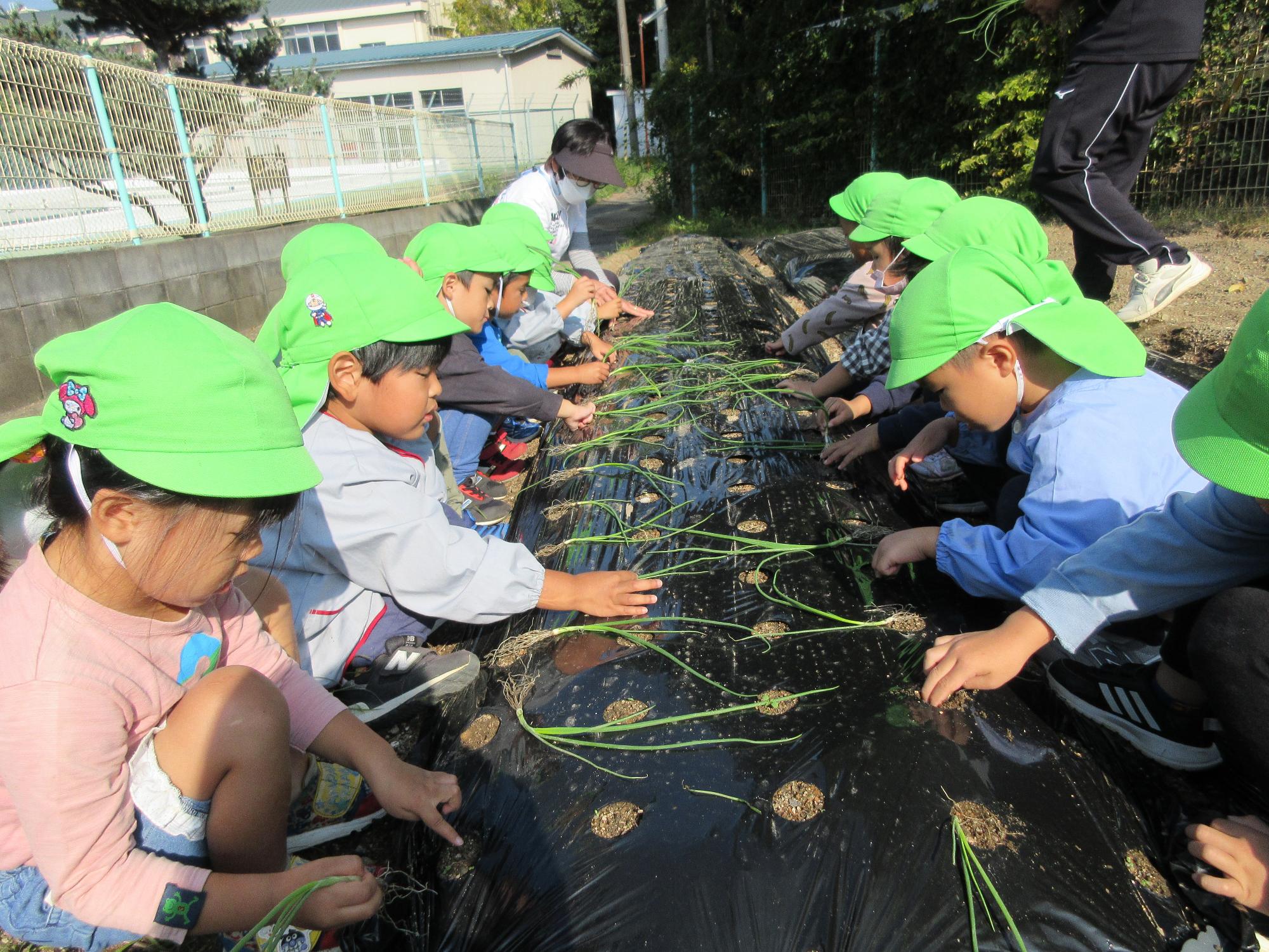 わかば組玉ねぎ植え