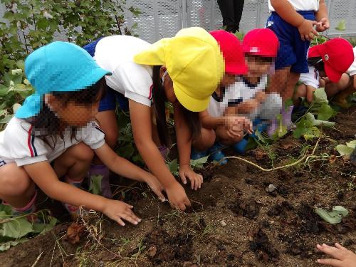 芋ほりをしているところ　令和7年度