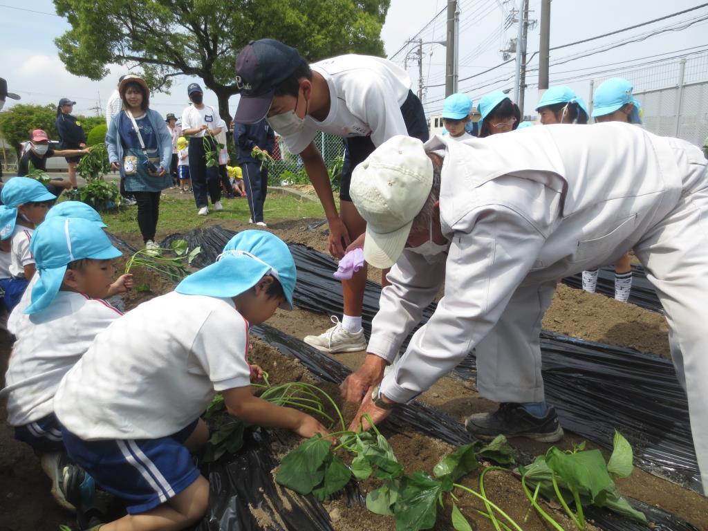 芋苗植え2