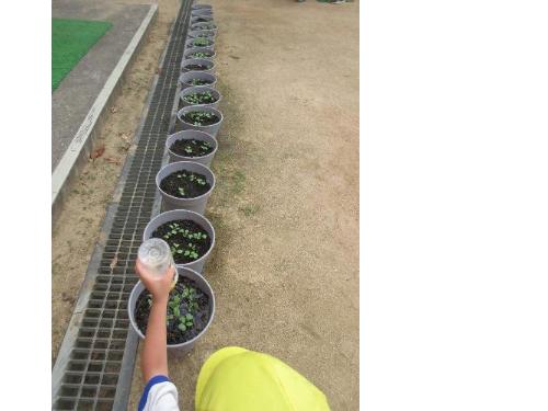 二十日大根の芽が出たよ