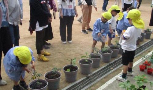 夏野菜を植えたよ