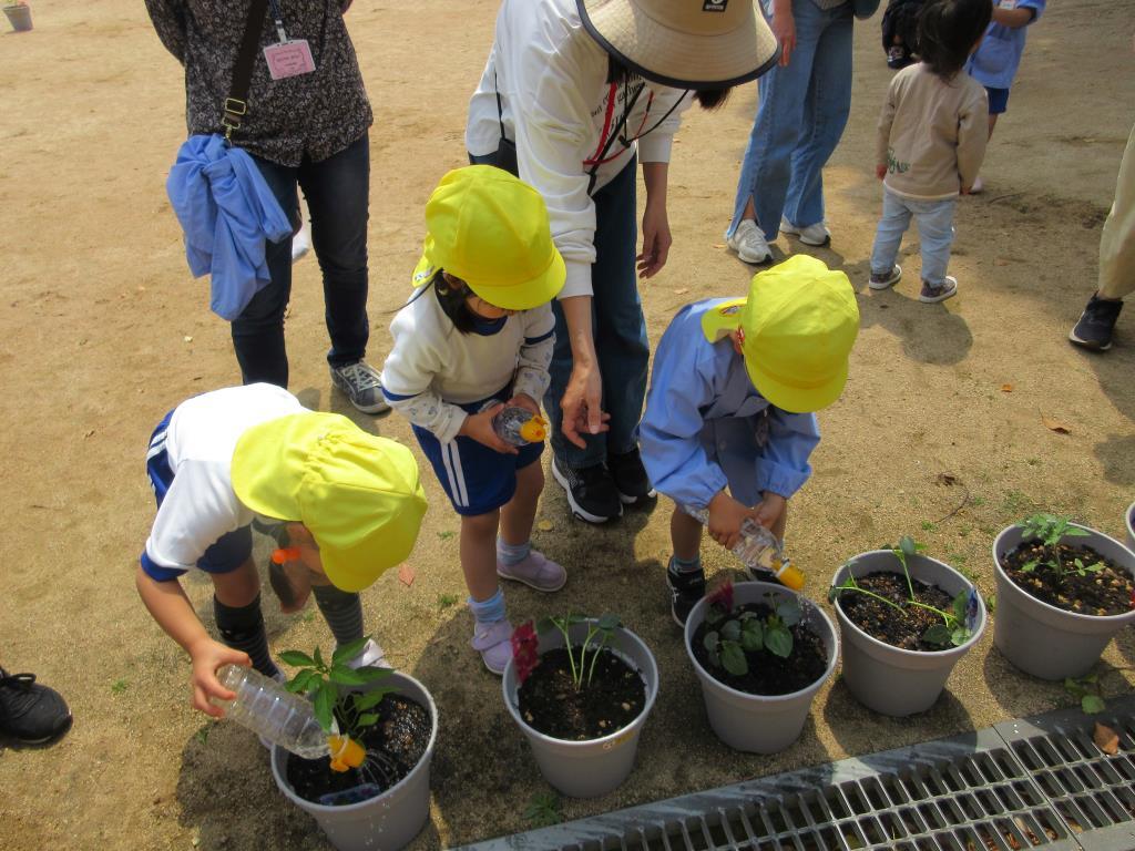 夏野菜植えたよ