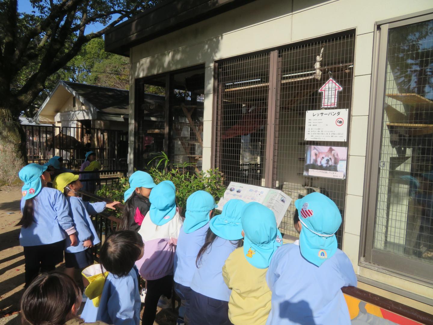 レッサーパンダを観察する幼児