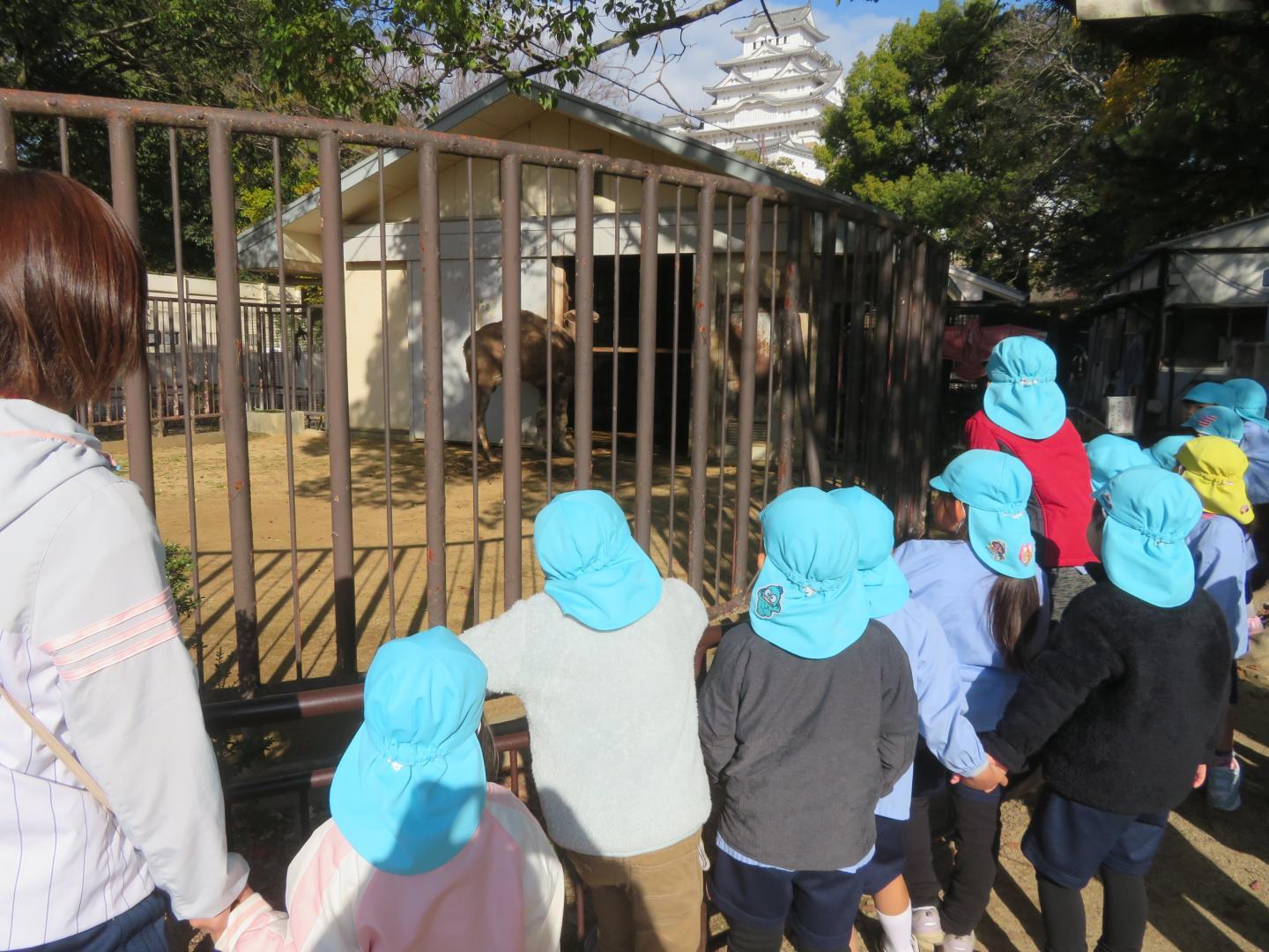 ラクダを観察する幼児