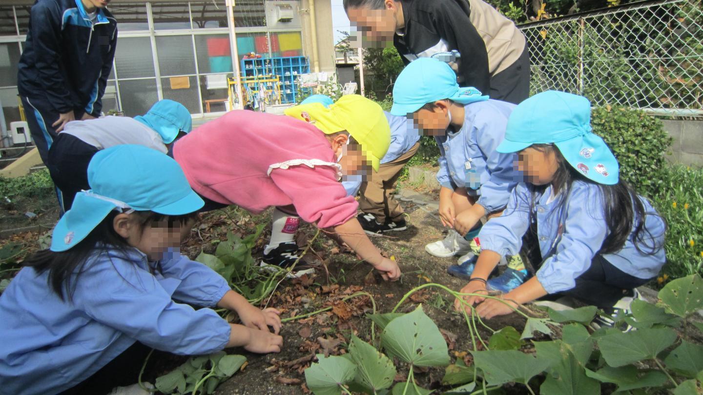 蔓を引っ張って芋を掘っている様子