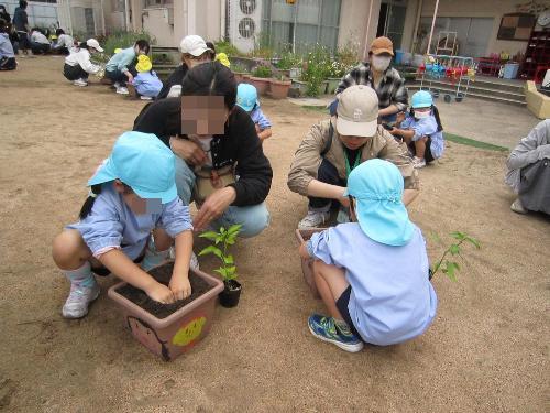 親子で夏野菜の苗を植えている様子