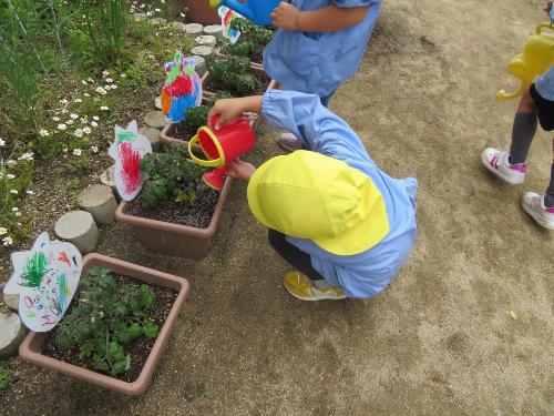植えた夏野菜にじょうろで水やりをしている様子