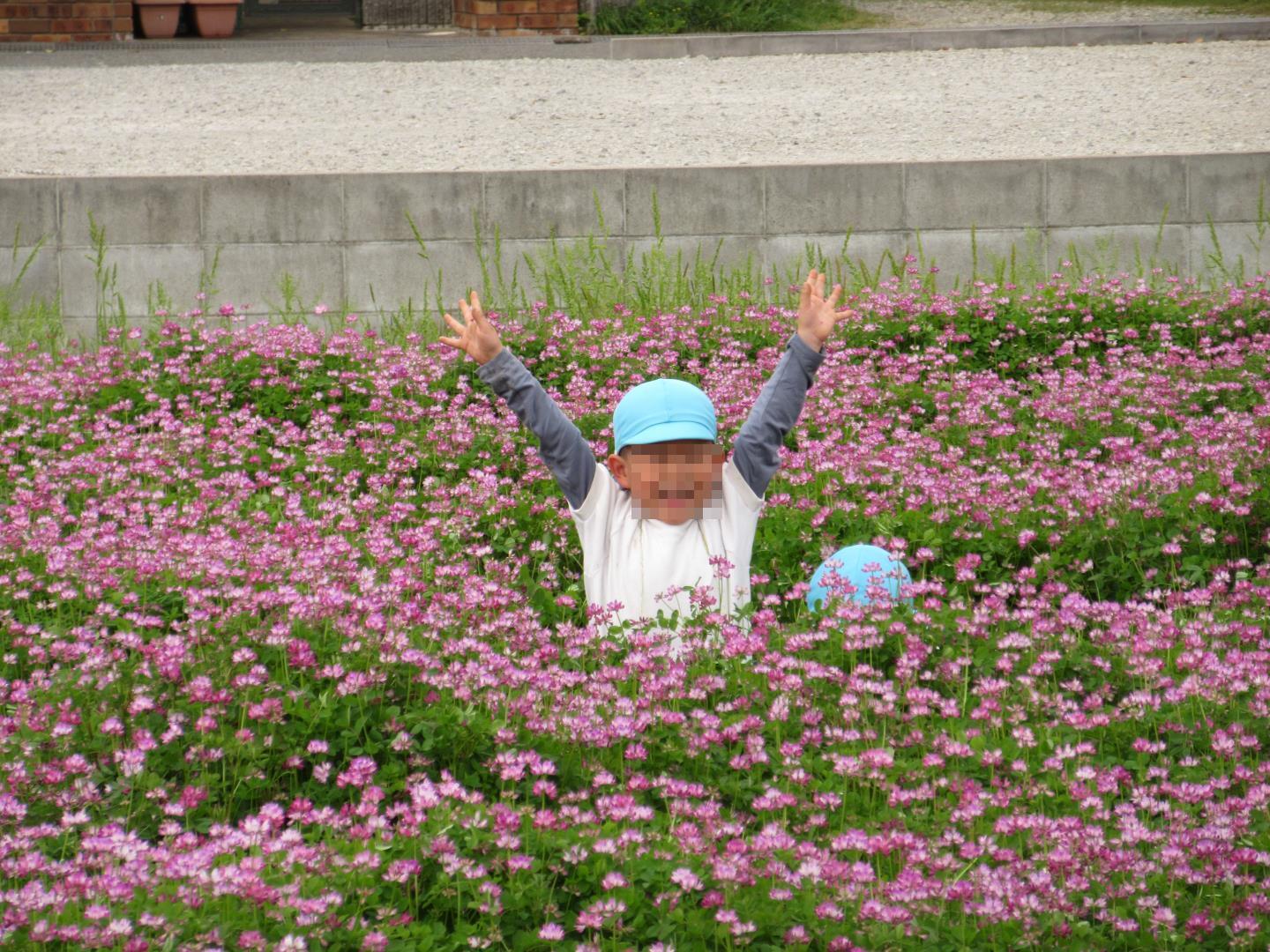 れんげ畑でかくれんぼをする園児の様子