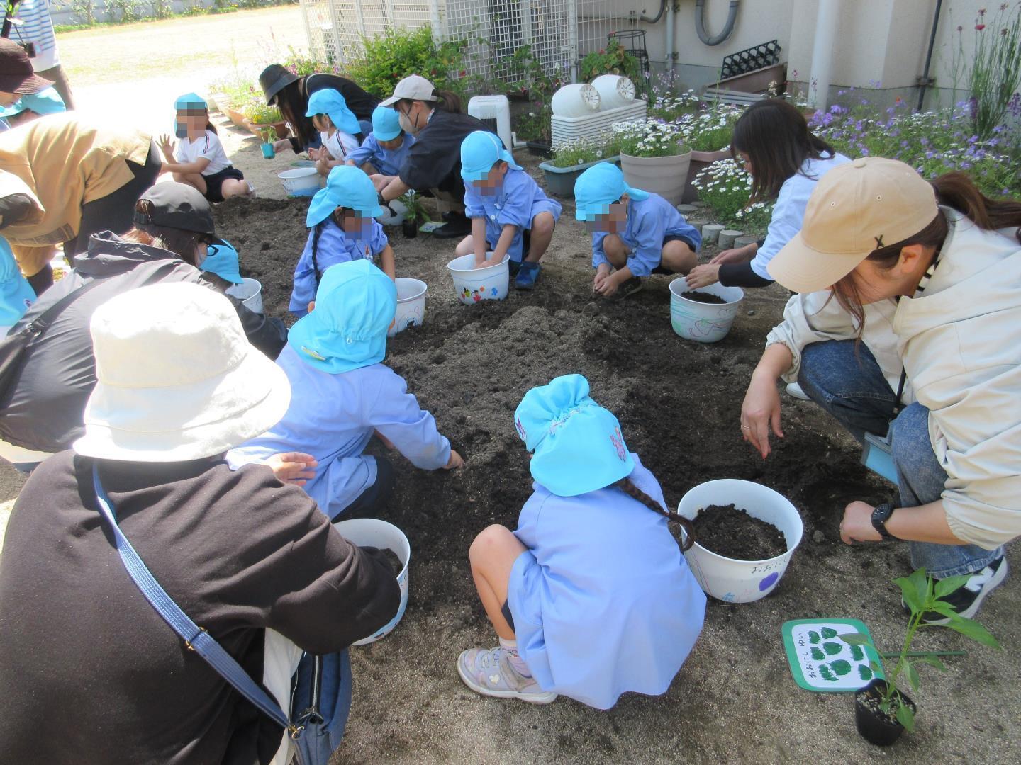 お家の方と一緒に野菜の苗を植える園児