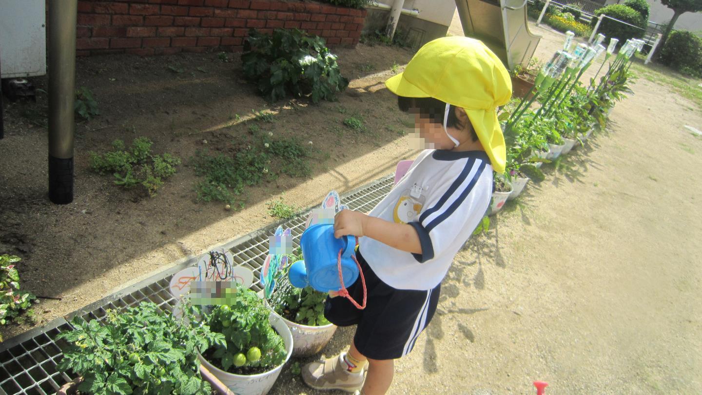 野菜に水やりをする園児