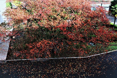 桜の木