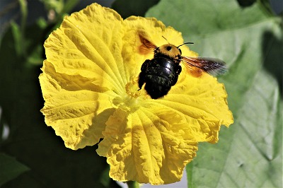 ヘチマの花