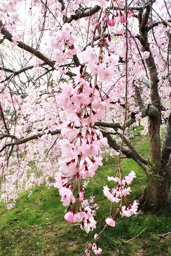 きれいな枝垂桜