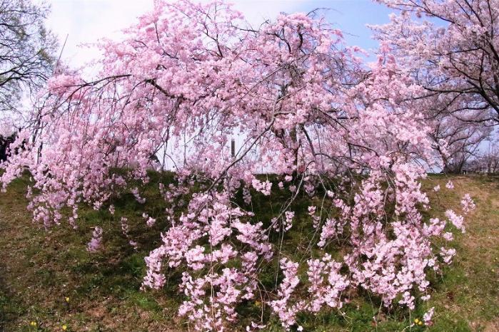 みごとな枝垂桜