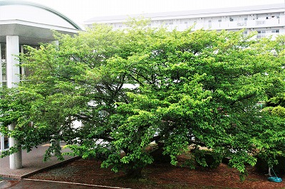 夏の桜の木