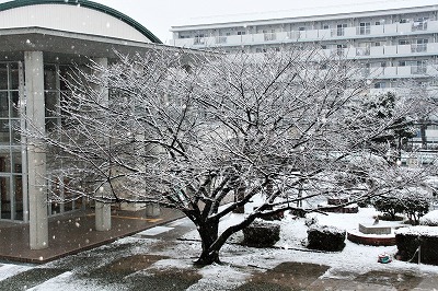 雪のクスノキ