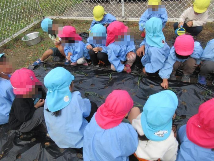 玉ねぎの苗植え