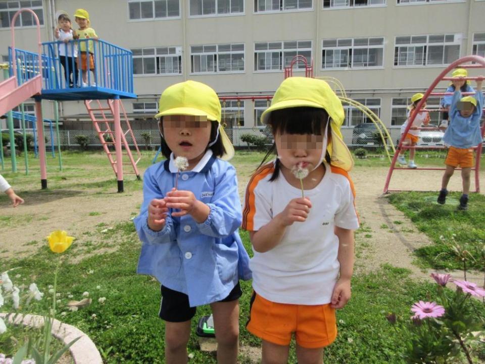 タンポポの綿毛